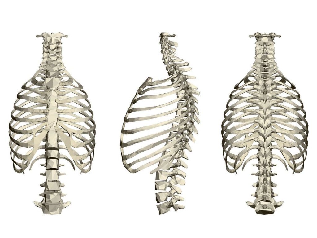 Is Chiropractic Care Effective for Treating Rib Pain or if I Think a Rib Is  Out of Place? - Ward Chiropractic & Rehabilitation