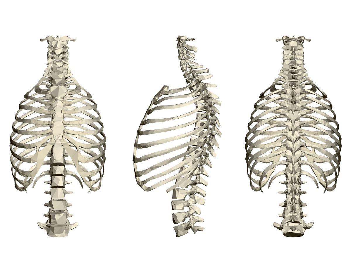 Identifying Proper Rib Cage Posture to Improve Health - El Paso, TX Doctor  Of Chiropractic